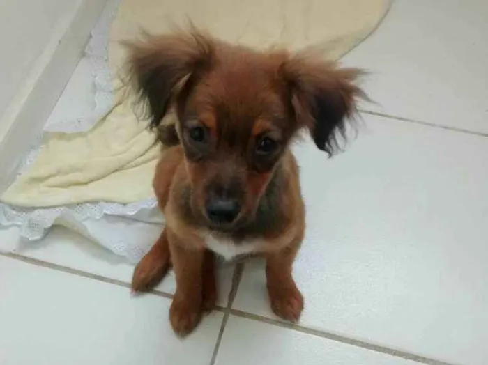 Cachorro ra a Mista idade 2 a 6 meses nome Penélope