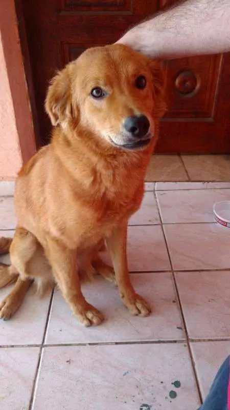 Cachorro ra a  idade 7 a 11 meses nome Sem Nome