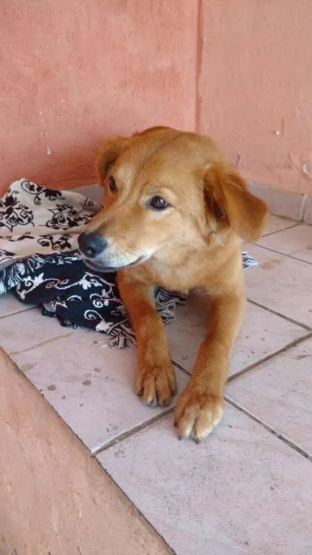 Cachorro ra a  idade 7 a 11 meses nome Sem Nome