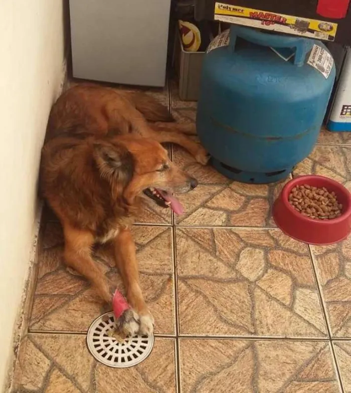 Cachorro ra a SRD idade 3 anos nome Jordan