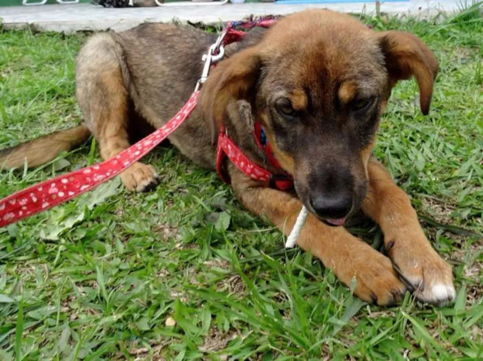 Cachorro ra a SRD idade 2 a 6 meses nome Sol