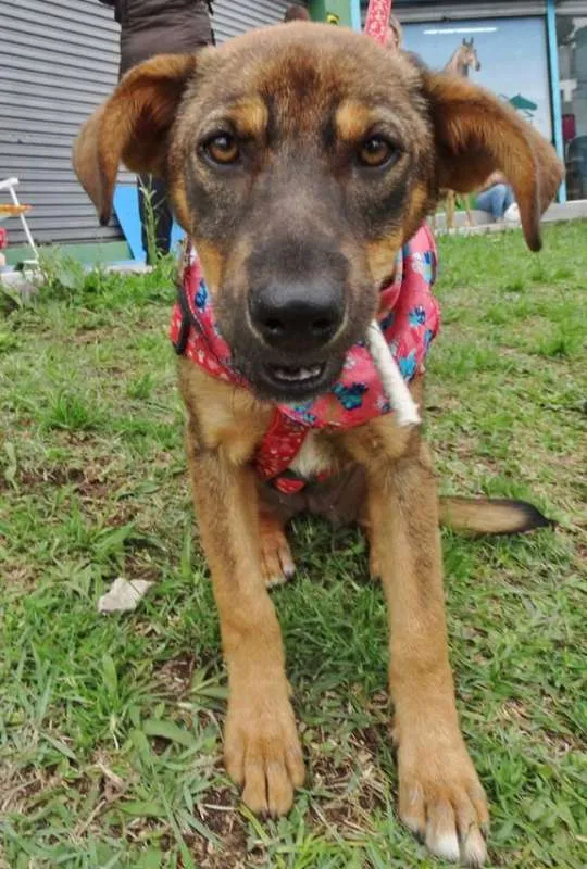 Cachorro ra a SRD idade 2 a 6 meses nome Sol