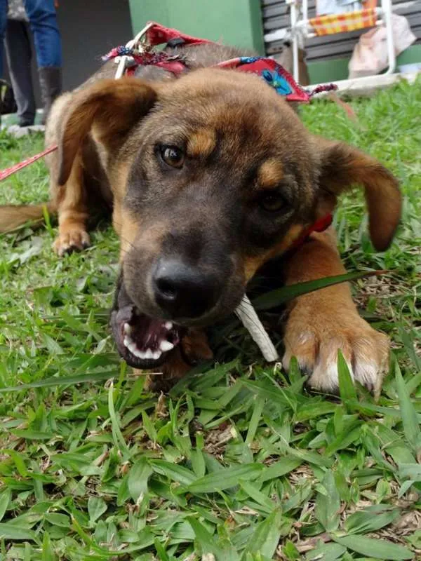 Cachorro ra a SRD idade 2 a 6 meses nome Sol