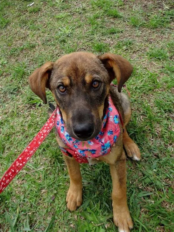 Cachorro ra a SRD idade 2 a 6 meses nome Sol