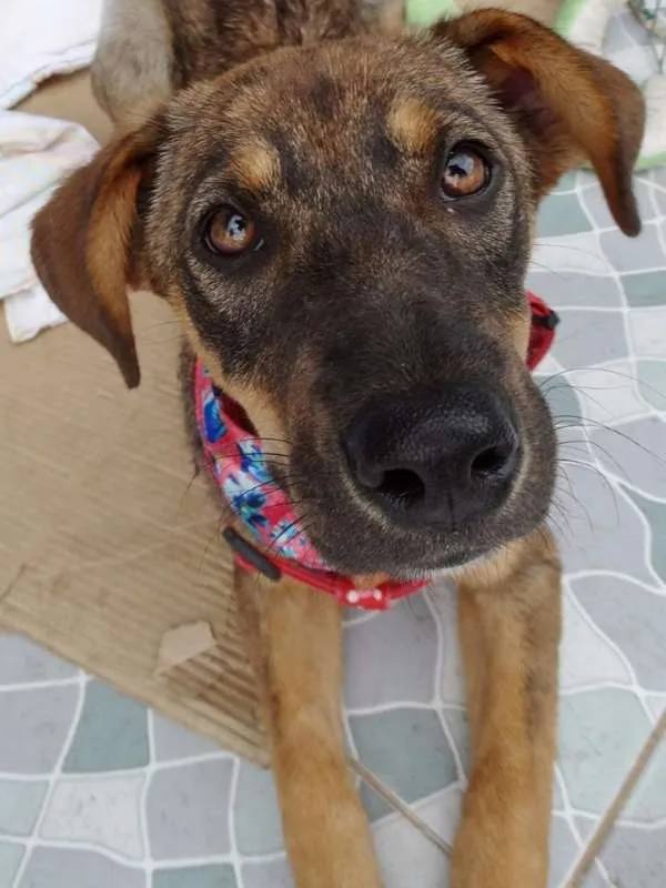 Cachorro ra a SRD idade 2 a 6 meses nome Sol