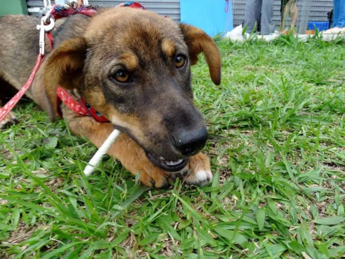 Cachorro ra a SRD idade 2 a 6 meses nome Sol