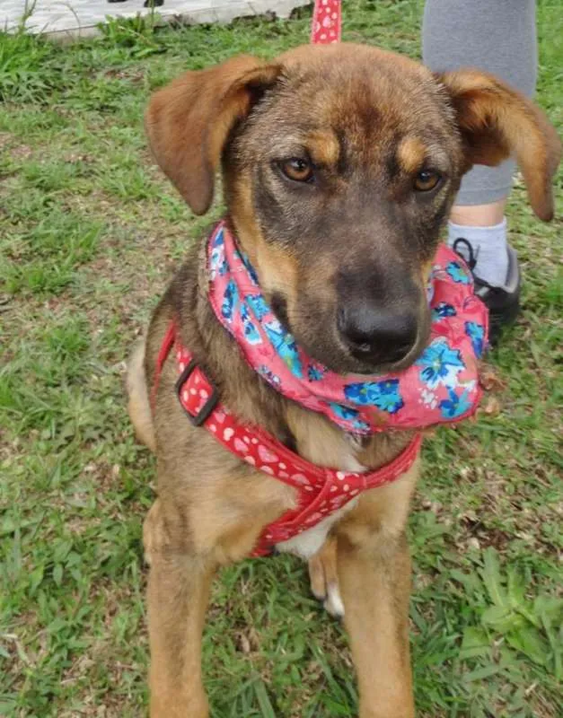 Cachorro ra a SRD idade 2 a 6 meses nome Sol