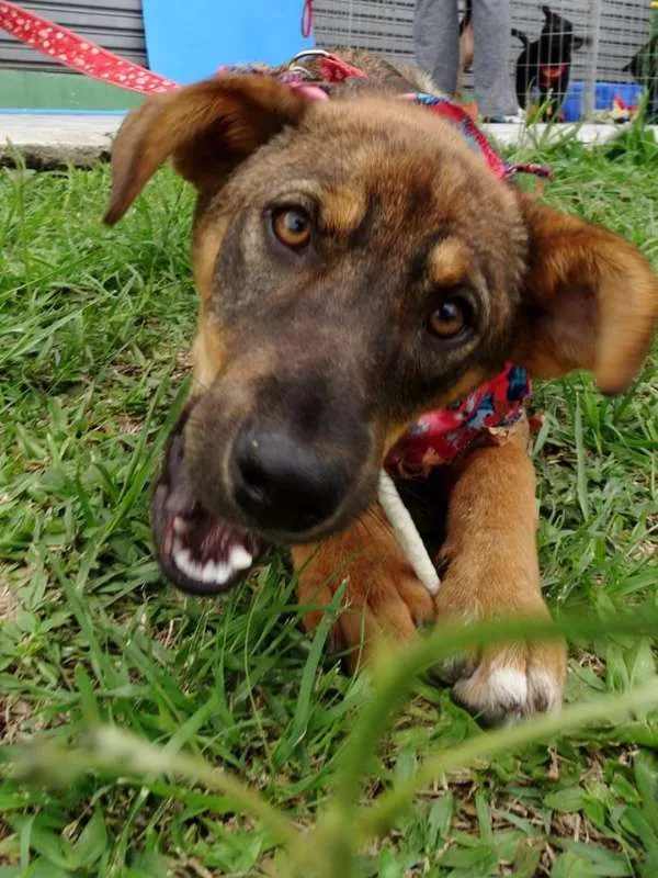 Cachorro ra a SRD idade 2 a 6 meses nome Sol