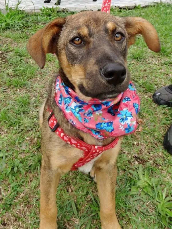 Cachorro ra a SRD idade 2 a 6 meses nome Sol