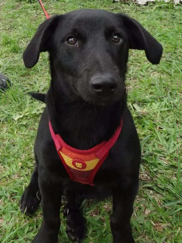 Cachorro ra a srd idade 2 a 6 meses nome Black