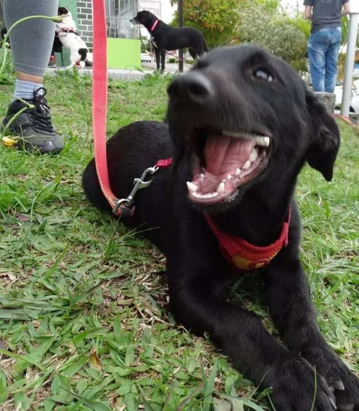 Cachorro ra a srd idade 2 a 6 meses nome Black
