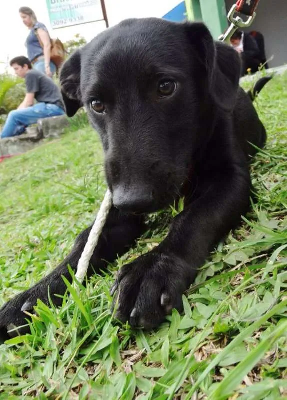 Cachorro ra a srd idade 2 a 6 meses nome Black