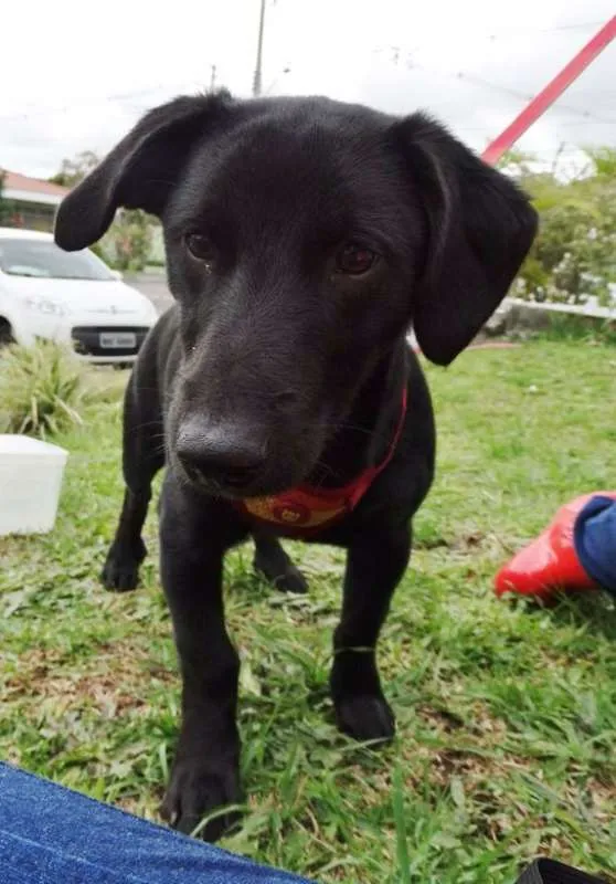 Cachorro ra a srd idade 2 a 6 meses nome Black
