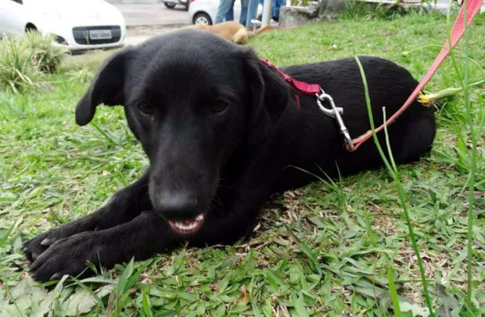 Cachorro ra a srd idade 2 a 6 meses nome Black