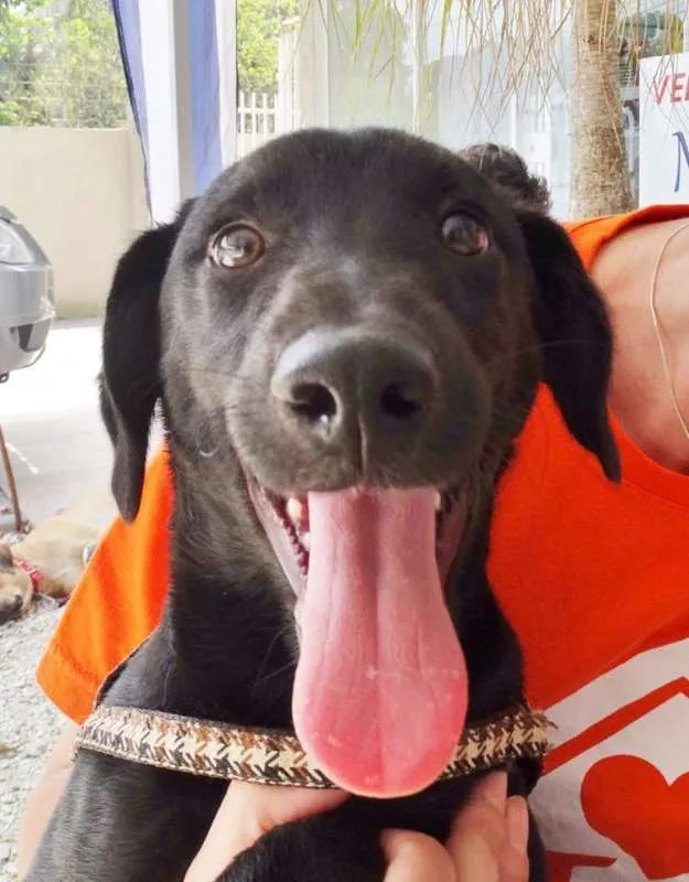 Cachorro ra a srd idade 2 a 6 meses nome Black