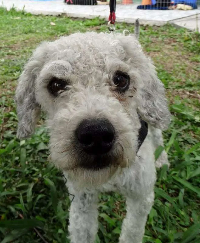 Cachorro ra a Poodle idade 2 anos nome Gasparzinho