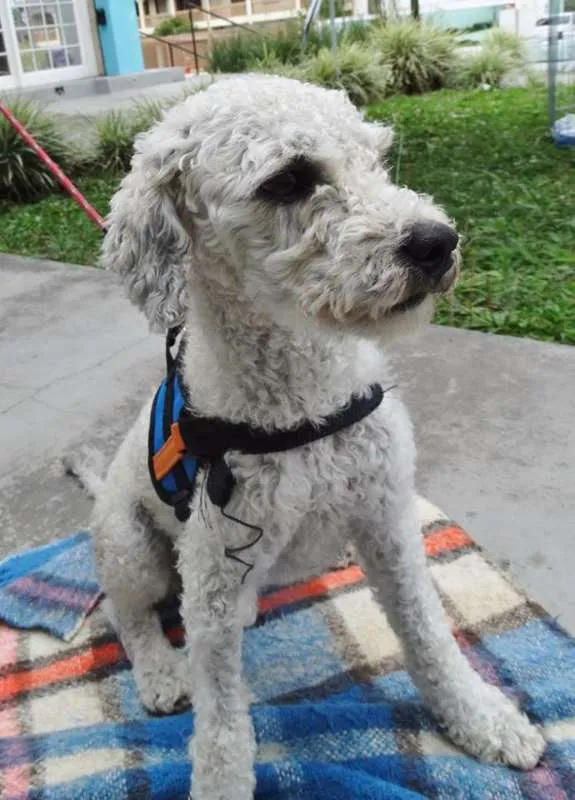 Cachorro ra a Poodle idade 2 anos nome Gasparzinho