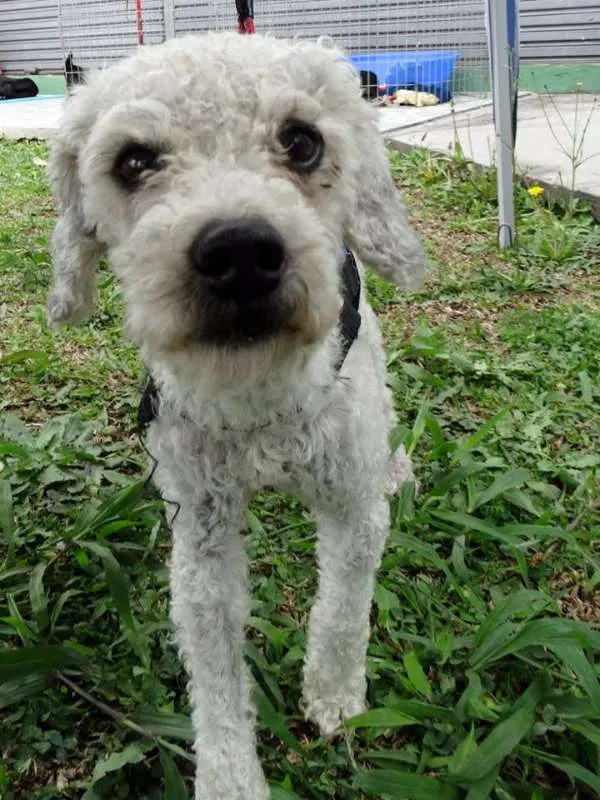 Cachorro ra a Poodle idade 2 anos nome Gasparzinho