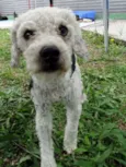 Gasparzinho