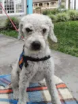 Gasparzinho