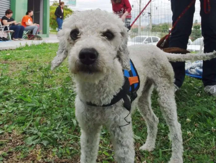 Cachorro ra a Poodle idade 2 anos nome Gasparzinho