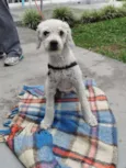 Gasparzinho