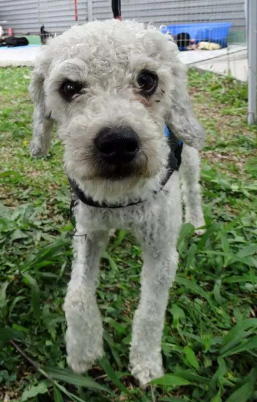 Cachorro ra a Poodle idade 2 anos nome Gasparzinho