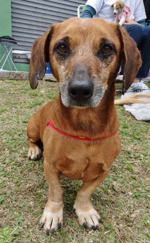 Cachorro ra a srd idade 2 anos nome Arthur
