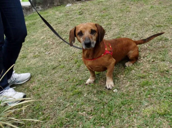 Cachorro ra a srd idade 2 anos nome Arthur