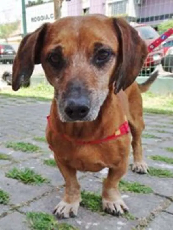 Cachorro ra a srd idade 2 anos nome Arthur