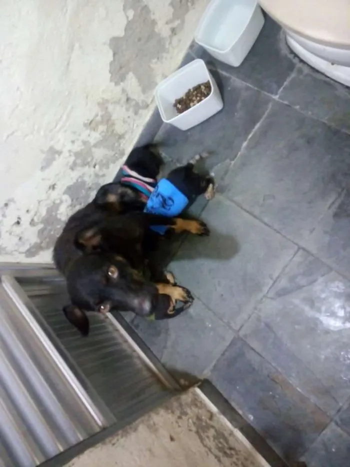 Cachorro ra a Viralatinha idade 2 anos nome Pretinha