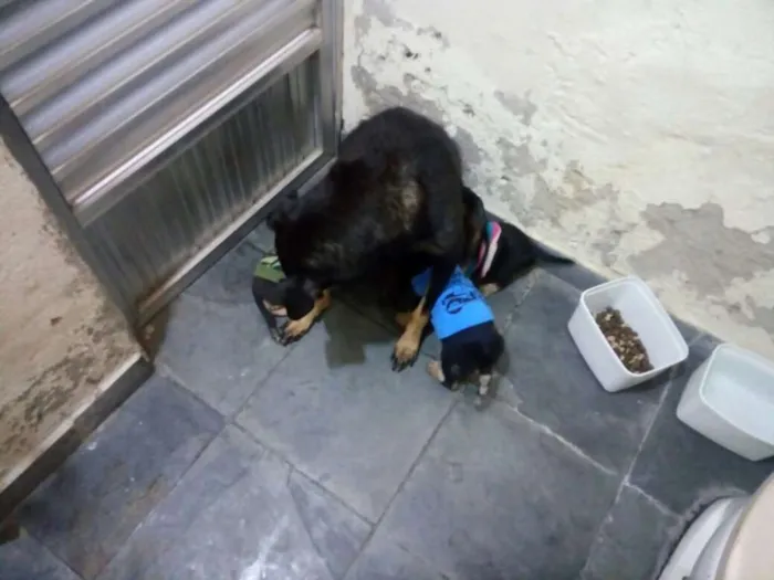Cachorro ra a Viralatinha idade 2 anos nome Pretinha