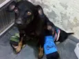 Pretinha