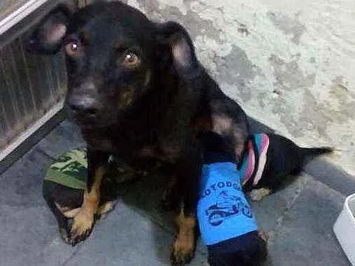 Cachorro ra a Viralatinha idade 2 anos nome Pretinha