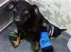 Cachorro raça Viralatinha idade 2 anos nome Pretinha