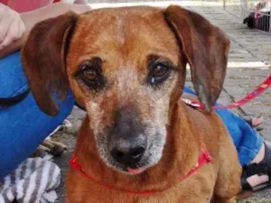 Cachorro raça srd idade 2 anos nome Arthur