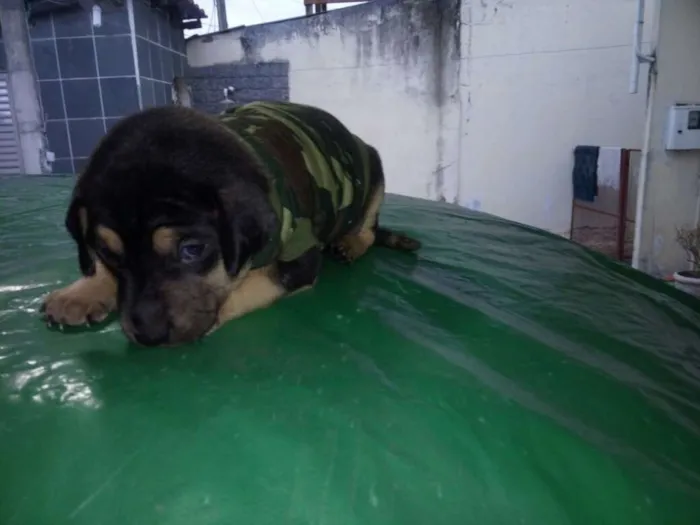 Cachorro ra a Viralatinha idade 2 anos nome Pretinha