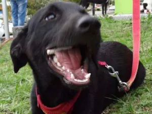 Cachorro raça srd idade 2 a 6 meses nome Black