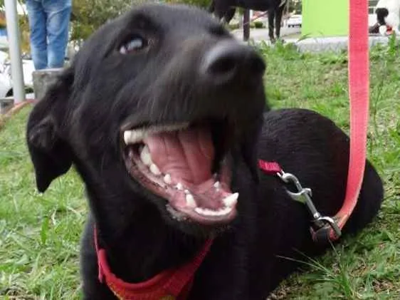 Cachorro ra a srd idade 2 a 6 meses nome Black