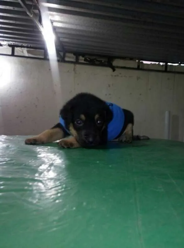 Cachorro ra a Viralatinha idade 2 anos nome Pretinha