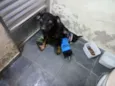 Pretinha