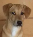 Cachorro raça srd idade 7 a 11 meses nome Pollyana