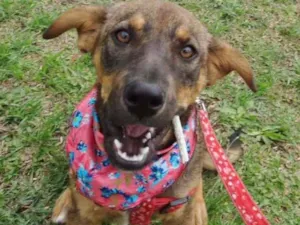 Cachorro raça SRD idade 2 a 6 meses nome Sol