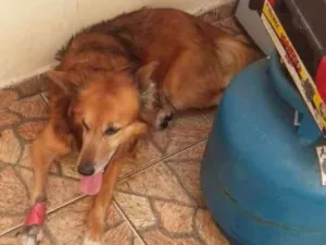 Cachorro raça SRD idade 3 anos nome Jordan