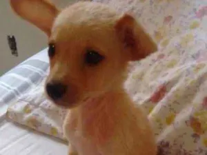 Cachorro raça vira lata idade 2 a 6 meses nome -