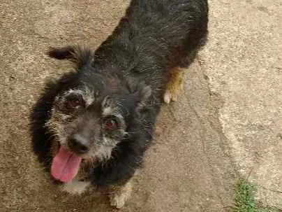 Cachorro ra a Vira lata idade 4 anos nome Não sei