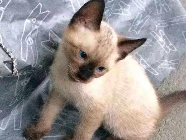 Gato ra a Siamês idade 2 a 6 meses nome ***