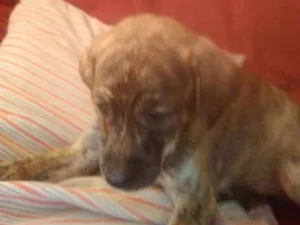 Cachorro raça Viralata  idade 2 a 6 meses nome Sem nome