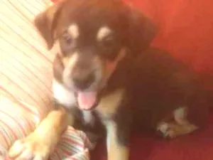 Cachorro raça Viralata  idade 2 a 6 meses nome Se nome 