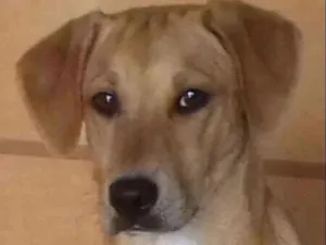 Cachorro raça srd idade 7 a 11 meses nome Pollyana